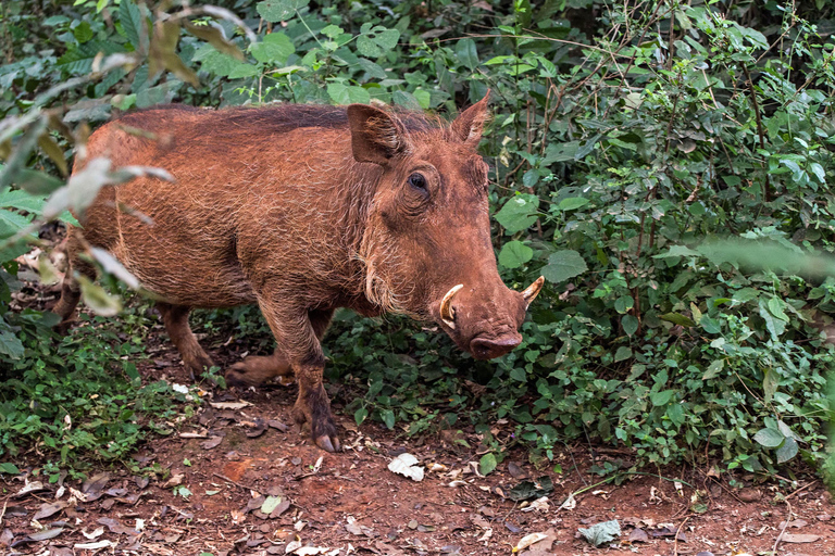 Parque Nacional de Nairobi, Orfanato de Elefantes y Centro de Jirafas