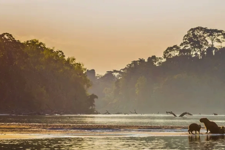 From Puerto Maldonado: Chuncho Macaw Clay Lick Day Tour