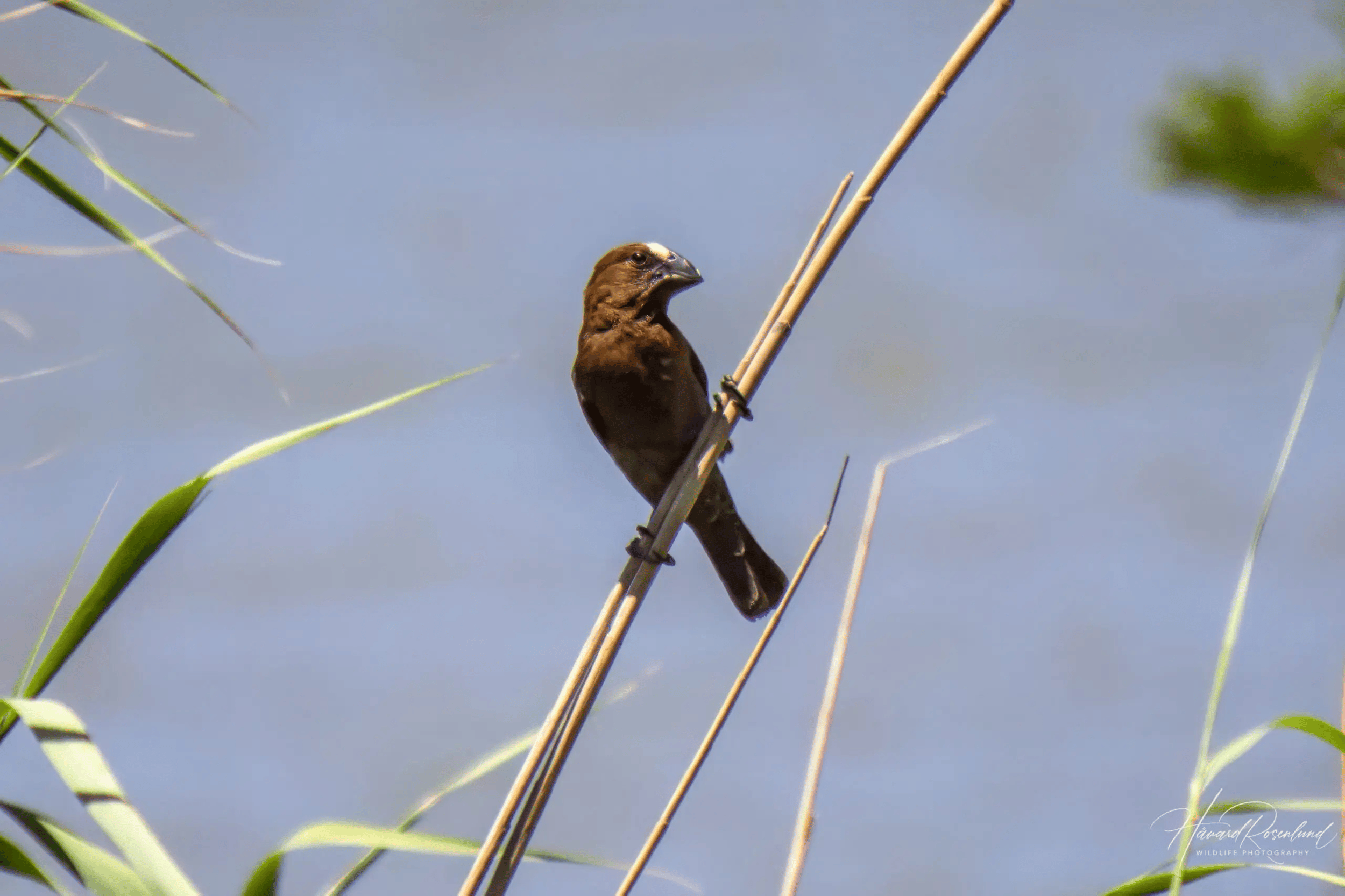 Richards Bay: Isimangaliso-Bootsfahrt, St. Lucia Estuary Tour