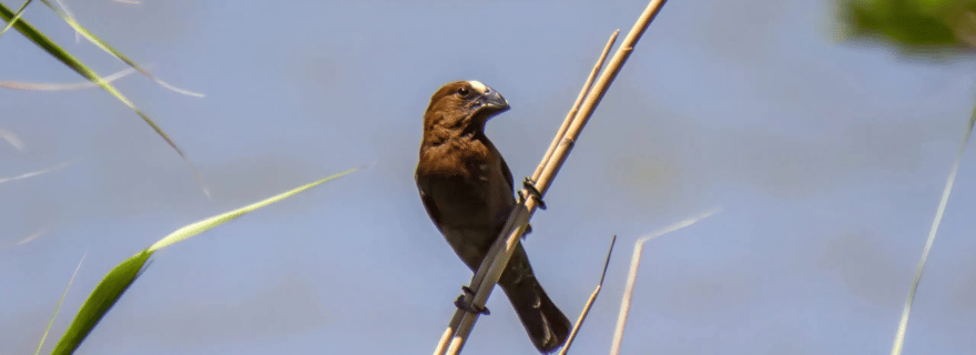 Richards Bay : croisière dans l'estuaire de Sainte-Lucie