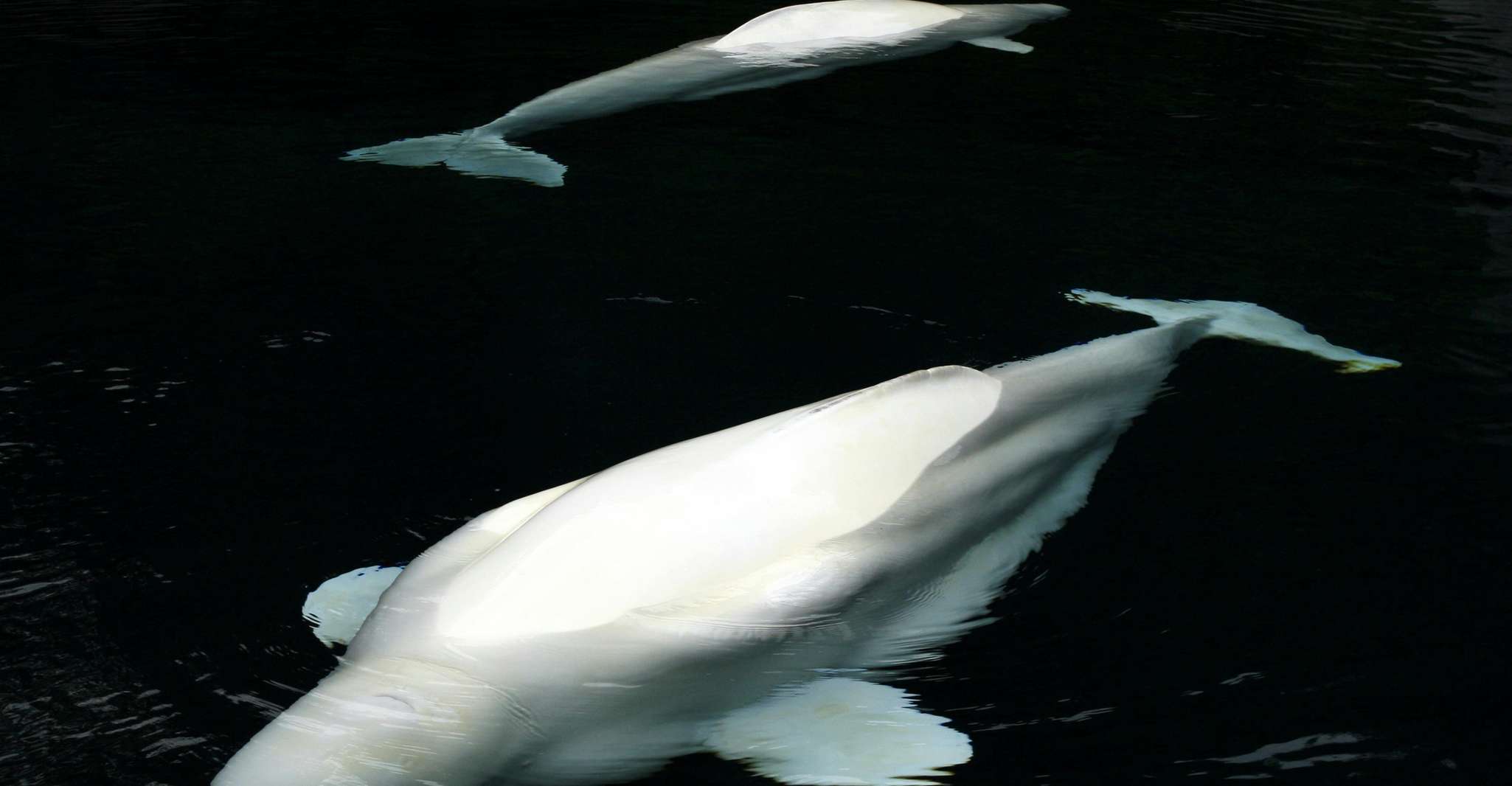 Aquarium & StanleyPark+20 Gem Spots+City/Vip Car+Small Group