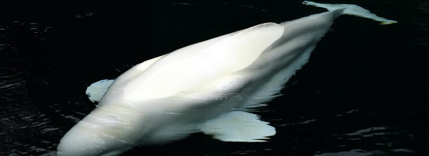 Aquarium & StanleyPark+20 points d'intérêt+Ville/Vip Car+Petit groupe