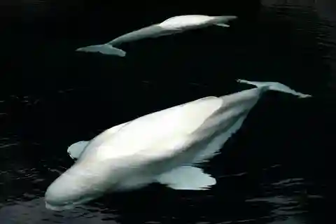 22in1 Car Tour Aquarium/Stanley Park/Lions Gate Br&22 More