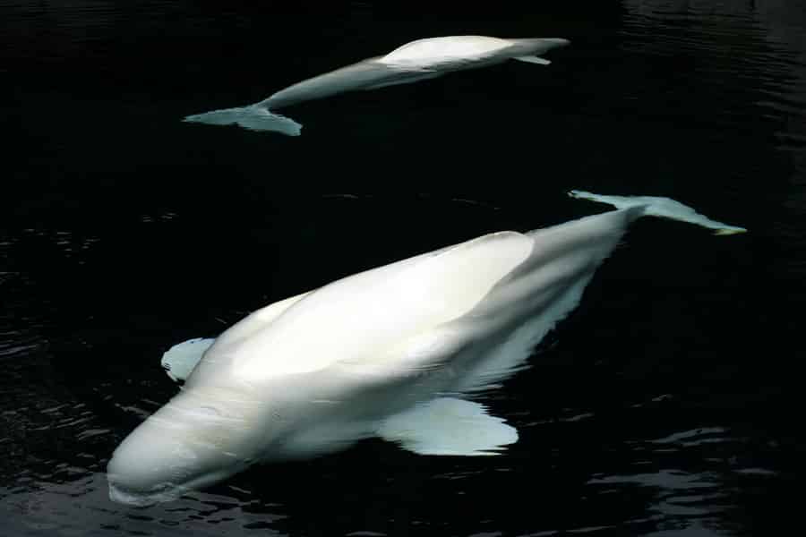 Aquarium & StanleyPark+20 Juwelen+City/Vip Car+Small Group. Foto: GetYourGuide