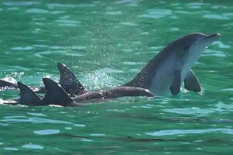 Port Stephens: Kryssning med delfinskådning