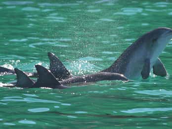 Port Stephens: Dolphin Watching Cruise