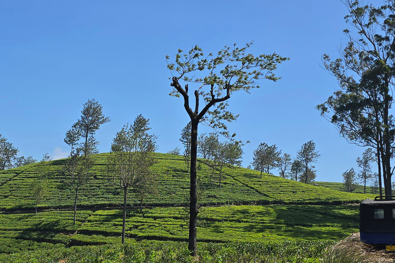 Ella: NineArches Bridge,Mini adam's peak and Waterfalls Tour