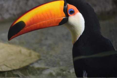 Asunción to Foz: Iguazu Falls and Triple Border in a day Asunción to Foz: Iguazu Falls and Triple Border in a Day