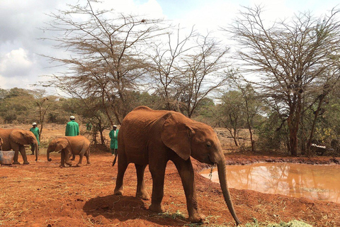 Nairobi: Elefantenwaisenhaus und Giraffenzentrum TagestourElefantenwaisenhaus und Giraffenzentrum Tagestour