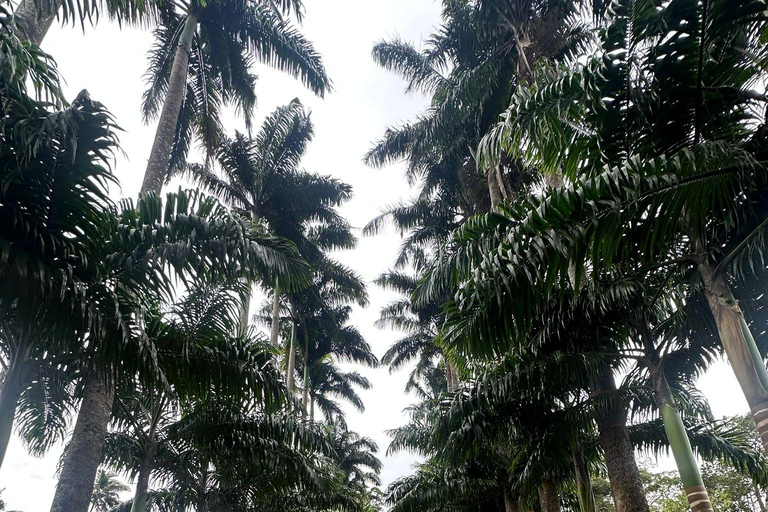 The Best Kandy Tuk-Tuk city Tour with a Professional Guide