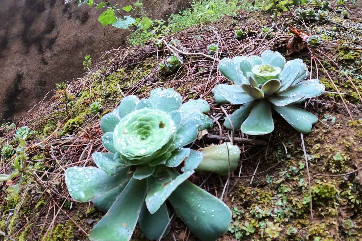 Tenerife: Leiðsögn Canyoning í Los Arcos