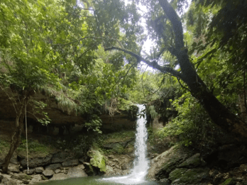 Porto Rico : Randonnée sur la rivière Gozalandia et visite des chutes d'eau