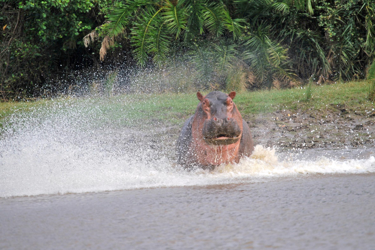 From Zanzibar: Saadani safari 2-Day with Night Game Drive