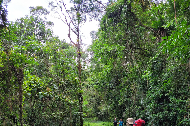 CAMINHO DO OURO - Guided tour Atlantic Forest, Waterfalls, Stories.