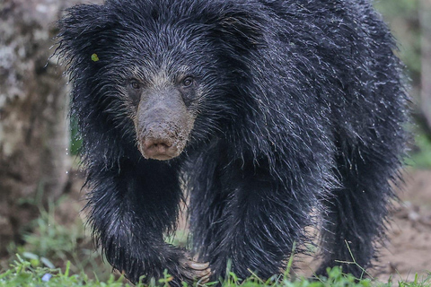 Yala National Park: Half Day or Full Day Leopard Safari Tour Yala National Park: Half Day Leopard Safari Tour (4 hours)