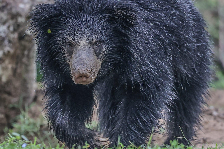 Yala National Park: Half Day or Full Day Leopard Safari Tour Yala National Park: Half Day Leopard Safari Tour (4 hours)