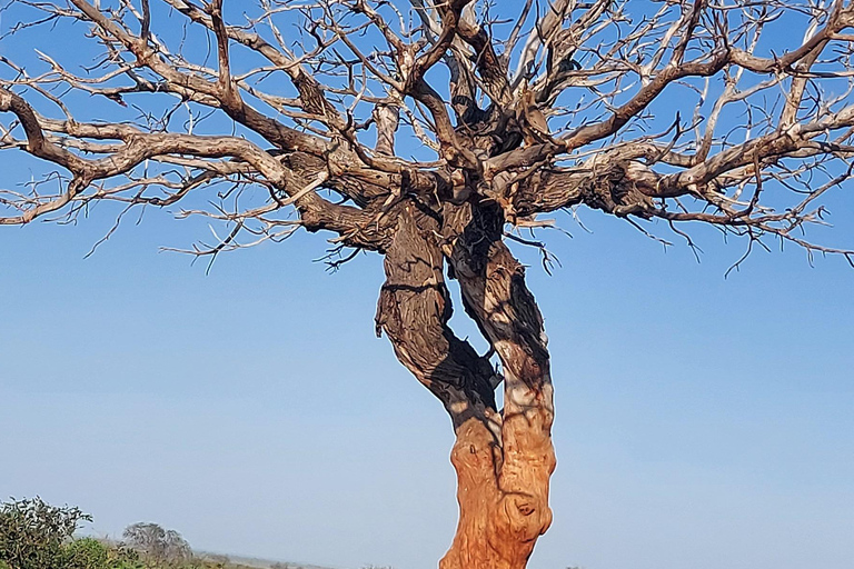 Red Elephants & Kilimanjaro Views: 3-day Tsavo East/Amboseli