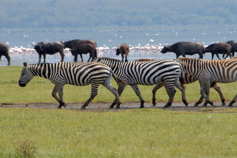 Nakuru National Park Day Trip