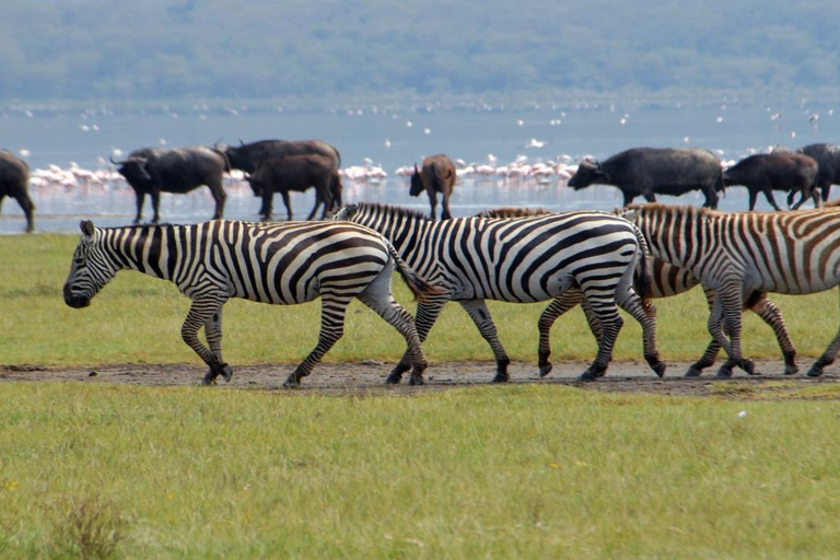 Nakuru National Park Day Trip
