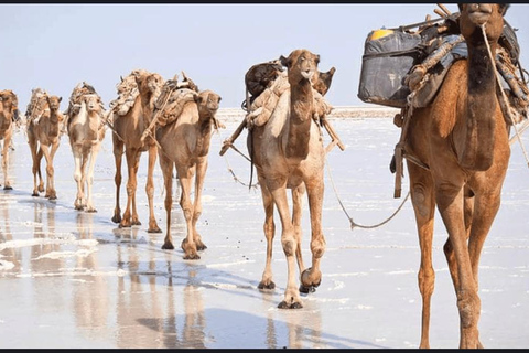 3-tägige Danakil Depression Tour mit Camping
