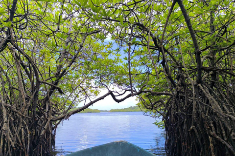 Desde Galle/Colombo:Safari por el río Madu y visita al criadero de tortugas