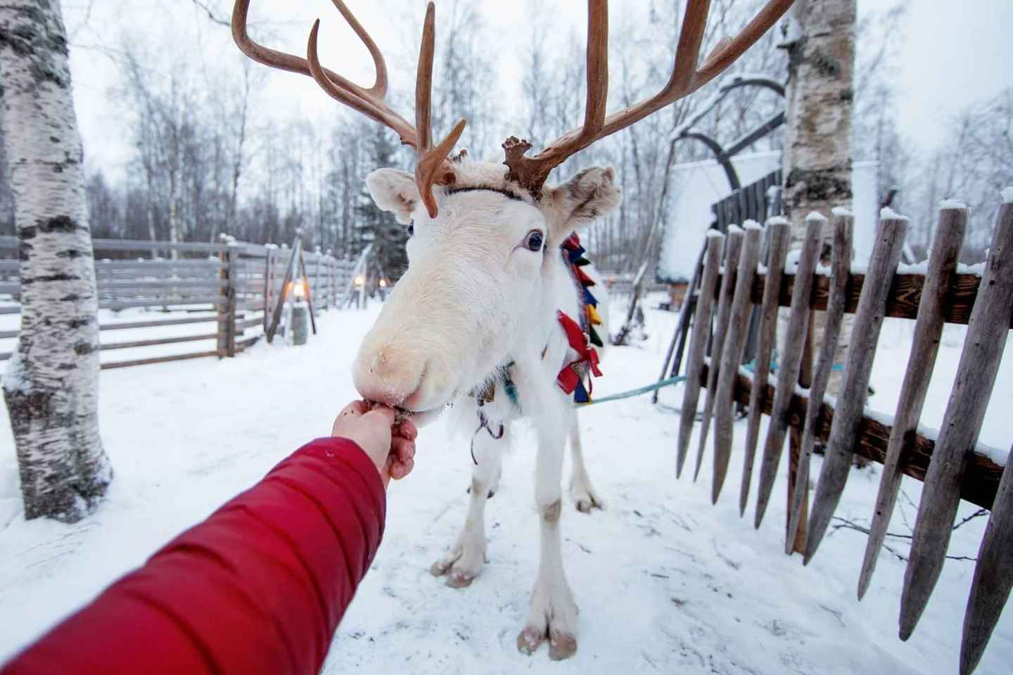 Kemi-Tornio: Reindeer farm experience