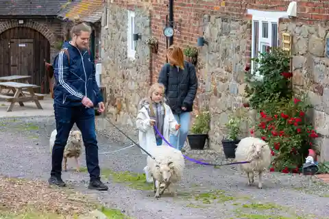 Shropshire: Sheep Trek with the Smallest Sheep in the World