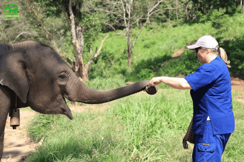 Chiang Mai: Halbtag Living Green Elephant SanctuaryVormittagssitzung: Halbtag Living Green Elephant Sanctuary