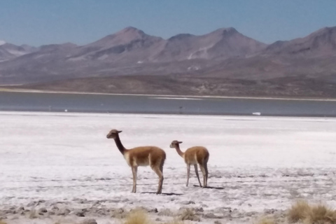 From Arequipa: Salinas Lagoon & Salt Flats 4x4 Private Tour