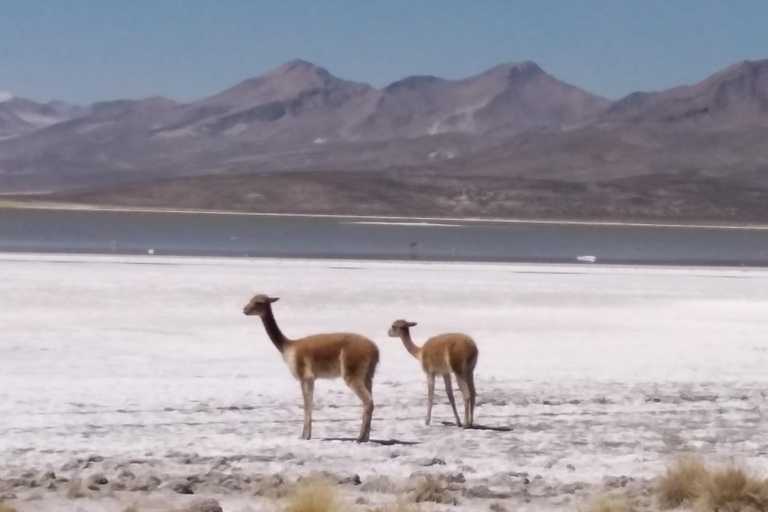 From Arequipa: Salinas Lagoon & Salt Flats 4x4 Private Tour