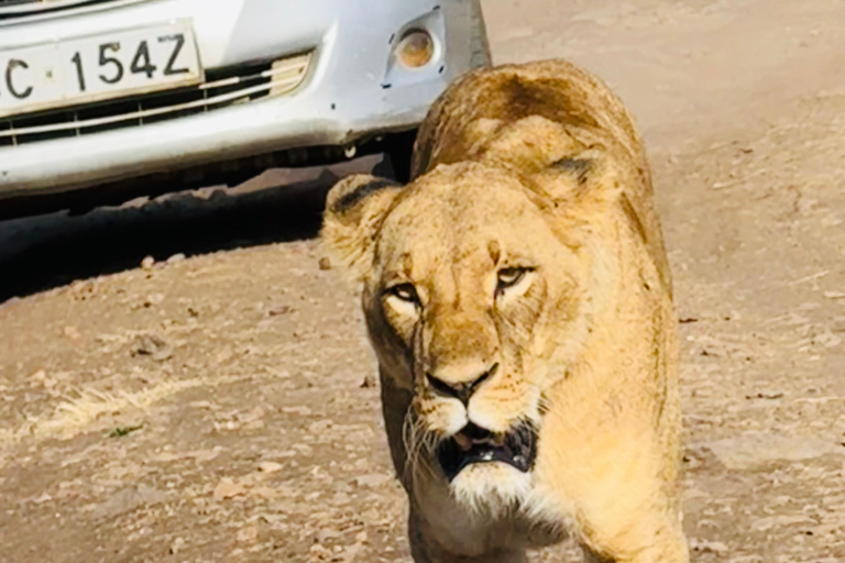 Nairobi Park Safari, Sheldrick's Orphanage & Giraffe Center Shared Drive in Open-Roof Van Game Drive