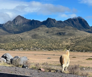 Top Quito Tour : Excursion d'une journée au Cotopaxi et au Quilotoa