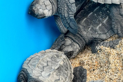 Puerto Escondido: Unforgettable Turtle Release Experience