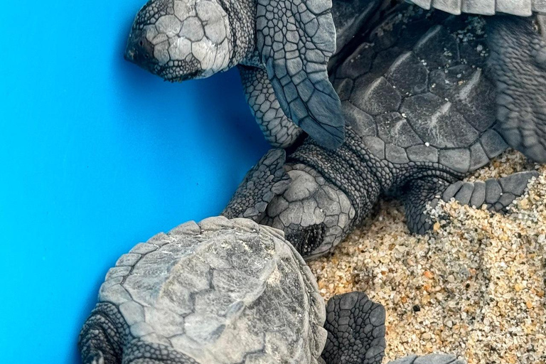 Puerto Escondido: Unforgettable Turtle Release Experience