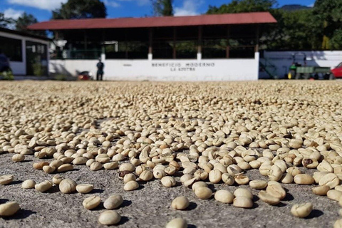 تجربة أنتيغوا غواتيمالا المتميزة + غداء