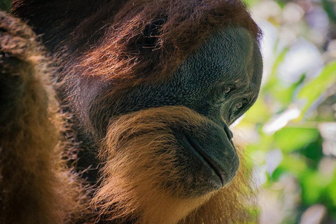 Medan: Discover the Best of Sumatra Day Trip! Medan: Lake Toba Tour