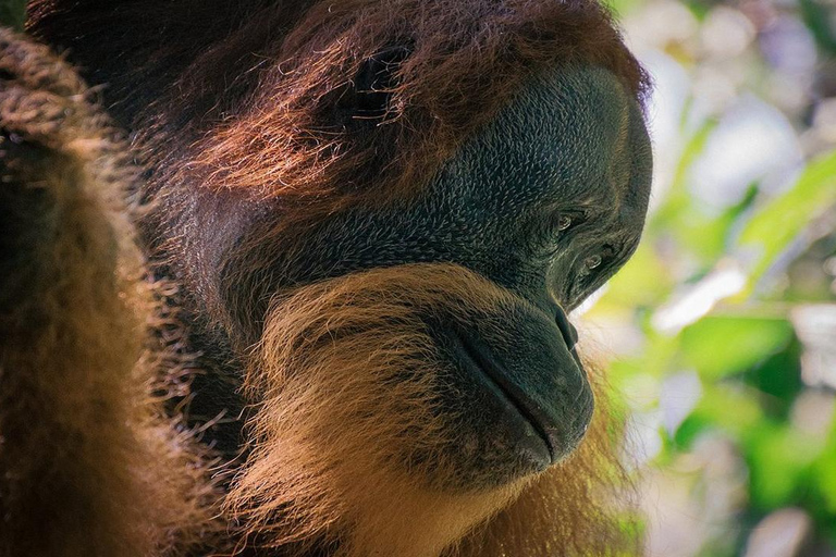 Medan: Discover the Best of Sumatra Day Trip! Medan: Lake Toba Tour