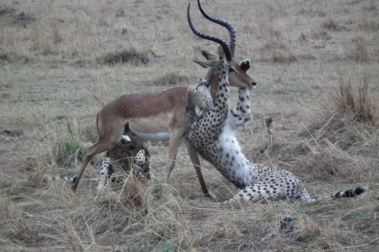 Lake Nakuru & Naivasha National Park Wildlife Highlights