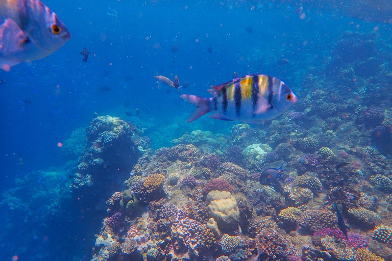 Marsa Alam: Dolphin House Adventure at Shaab Samadai Reef