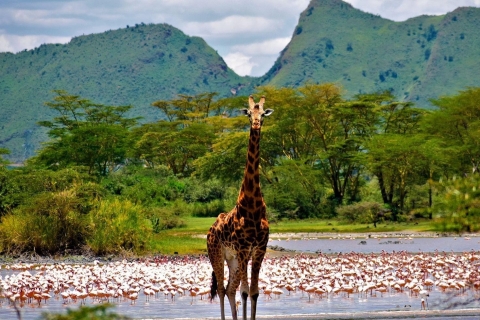 2Day Lake Nakuru National Park 4X4 Jeep Lodge Safari