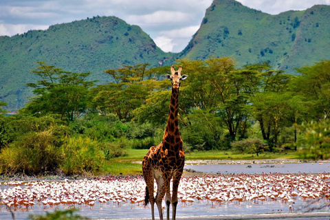 Safári de 2 dias no Parque Nacional Lake Nakuru com jipe 4X4