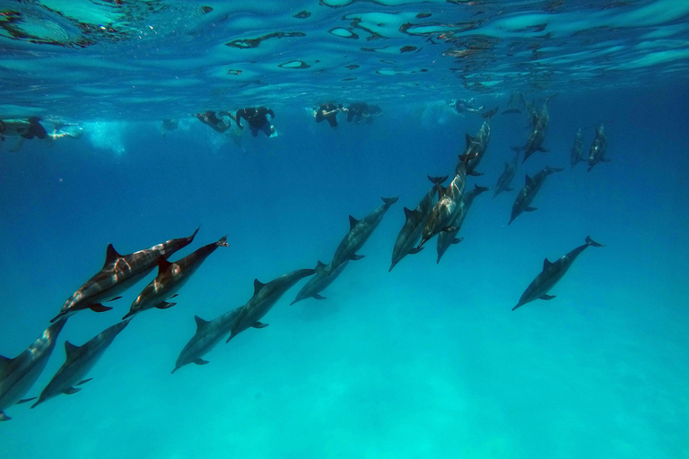 Från Stone Town: Snorkling och delfinupplevelse på Mnemba