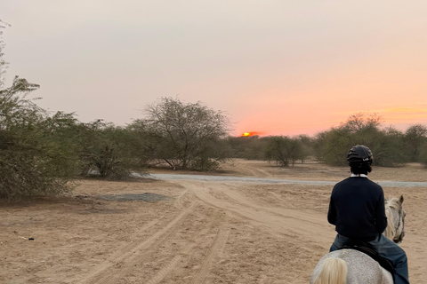 Dubai: Desert Horse Riding Experience at JSR Equestrian Club Shared Group Horse Riding - 1 Hr