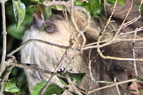 Monteverde: Caminhada noturna no Refúgio de Vida Selvagem de Monteverde