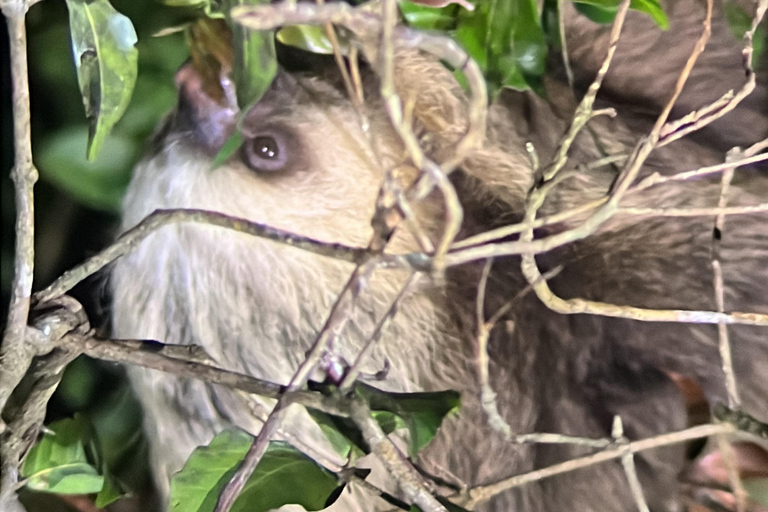 Monteverde: Caminhada noturna no Refúgio de Vida Selvagem de Monteverde