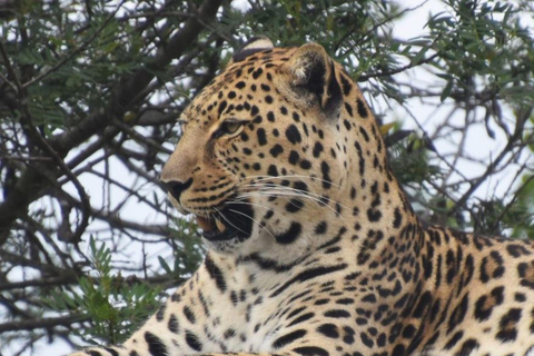 Johannesburgo: Excursión Safari al Parque de los Leones, recogida en el hotel