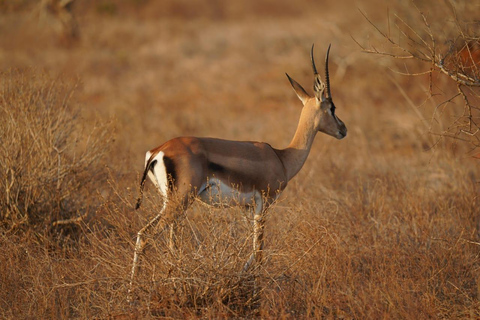 Mombasa: City Tour, Tsavo East Safari, and Beach Walk