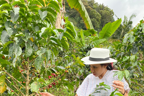 From Medellín: Half Day Private Coffee Tour