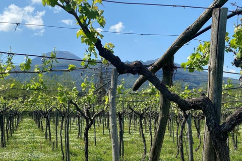 De Nápoles: Visita a Pompeia e prova de vinhos do Vesúvio com almoçoPara passageiros de cruzeiros