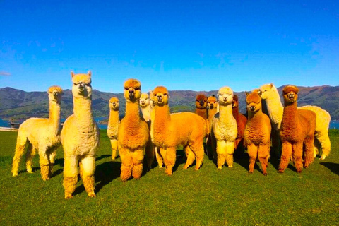 All Inclusive Shamakhi Alpaca & Wine Tour